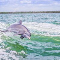 Nature & Wildlife